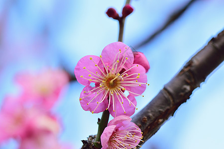 粉红色日本花花的宏观纹理 底底模糊图片