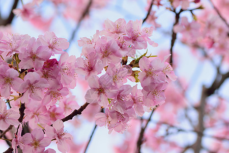 粉红色日本樱花的宏观纹理 其背景模糊植物生长性质花瓣季节公园植物群树枝花园图片