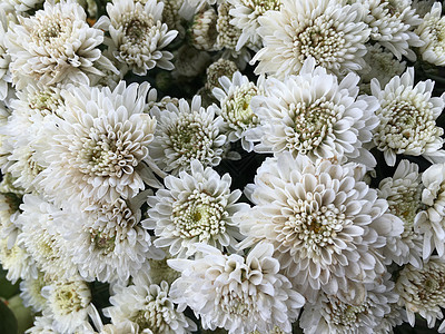 紧贴白色花朵的菊花图片