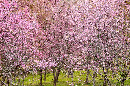 樱花花花和树樱花蓝色花瓣节日旅行叶子粉色场景天空绿色图片