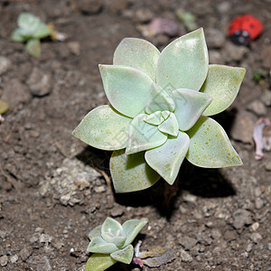 草原蛋白植物学白色热带沙漠花园灰色植物群玫瑰绿色肉质图片