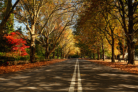 秋季季节沿街的秋叶树图片
