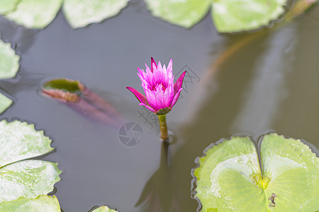 粉红莲花在池塘中开花图片