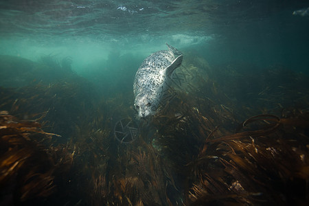 Phoca argha拉加海豹 斑点海豹水下图片潜水白色旅行灰色哺乳动物海洋毛皮生活野生动物海狮图片