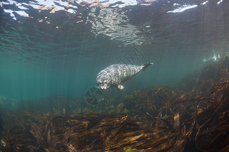 Phoca argha拉加海豹 斑点海豹水下图片白色海洋野生动物海狮哺乳动物生活荒野毛皮潜水灰色图片