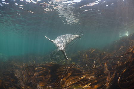 Phoca argha拉加海豹 斑点海豹水下图片生活哺乳动物旅行野生动物潜水白色毛皮海洋海狮荒野图片