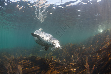 Phoca argha拉加海豹 斑点海豹水下图片哺乳动物旅行野生动物生活海狮潜水海洋白色毛皮荒野图片