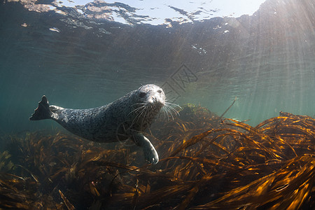 Phoca argha拉加海豹 斑点海豹水下图片哺乳动物野生动物毛皮海洋旅行生活白色荒野潜水灰色图片