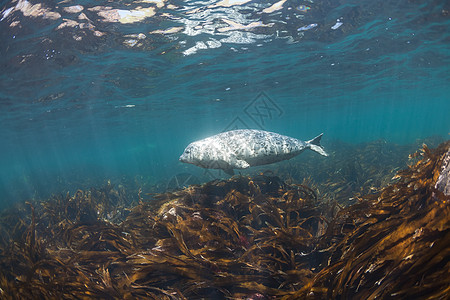Phoca argha拉加海豹 斑点海豹水下图片白色毛皮哺乳动物生活海洋海狮野生动物灰色潜水荒野图片