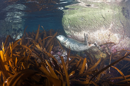 Phoca argha拉加海豹 斑点海豹水下图片海狮毛皮野生动物海洋荒野哺乳动物旅行白色潜水生活图片