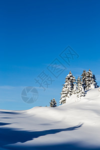 覆盖着积雪和云雾的山岳荒野阴影松树晴天木头风景森林寒冷爬坡冻结图片
