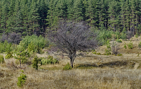 维托沙山角林前的一棵老野李子树季节叶子植物空地场地李子蓝色植物群草地森林背景图片
