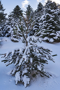 希腊南佩罗蓬涅斯 西里亚山壁树冬日被雪覆盖假期森林天空高山滑雪冰川云杉国家季节蓝色图片