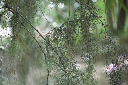 Cypress 树国家日光树木植物季节植物学叶子荒野公园沼泽图片