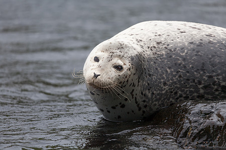 Phoca argha拉加海豹 斑点海豹表面图片生活毛皮灰色海洋白色旅行海狮荒野潜水野生动物图片