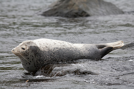 Phoca argha拉加海豹 斑点海豹表面图片海洋毛皮旅行荒野潜水野生动物海狮哺乳动物生活灰色图片