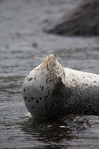 Phoca argha拉加海豹 斑点海豹表面图片潜水旅行哺乳动物生活海洋毛皮野生动物荒野白色海狮图片