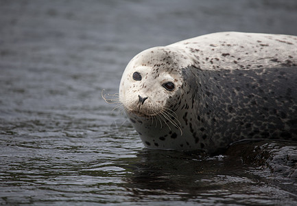 Phoca argha拉加海豹 斑点海豹表面图片海狮灰色潜水毛皮白色荒野海洋旅行哺乳动物野生动物图片