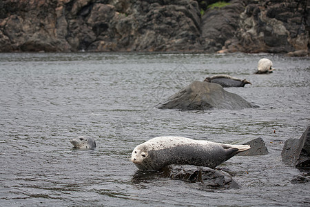 Phoca argha拉加海豹 斑点海豹表面图片海狮野生动物灰色毛皮荒野生活哺乳动物白色潜水旅行图片
