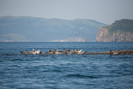 Phoca argha拉加海豹 斑点海豹表面图片毛皮海狮野生动物潜水灰色旅行荒野哺乳动物生活白色图片
