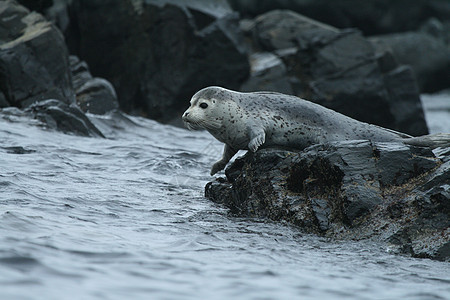 Phoca argha拉加海豹 斑点海豹表面图片白色哺乳动物旅行海狮游泳灰色毛皮海洋荒野野生动物图片