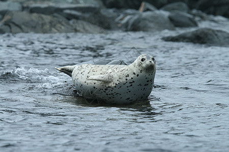 Phoca argha拉加海豹 斑点海豹表面图片海洋哺乳动物游泳生活灰色白色旅行海狮荒野野生动物图片