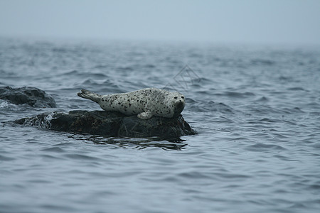 Phoca argha拉加海豹 斑点海豹表面图片旅行荒野海洋野生动物游泳潜水生活哺乳动物白色海狮图片