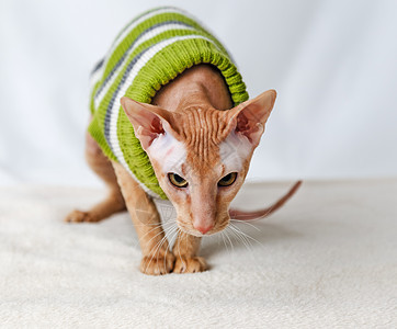 易腐性工作室哺乳动物动物家畜主题宠物猫科秃头生物眼睛图片