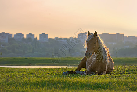 马坐着牧场场地水平场景闲事哺乳动物土地牧草家畜绿色图片