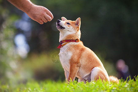 与狗一起的培训动物褐色纯种狗犬类训练听力联络花园哺乳动物主题图片