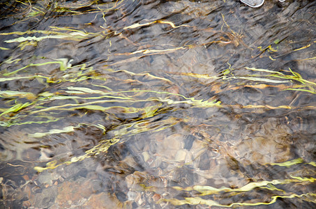河水在乡下流淌着青草生物学海藻灌木丛溪流洪水环境激流叶子海洋纠纷图片