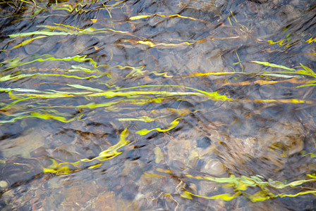 河水在乡下流淌着青草泄漏生活叶子生物学通量藻类灌木丛渗漏洪水环境图片