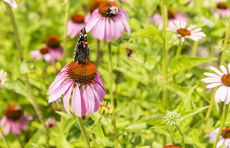 以蝴蝶为伴的清纯紫色宏观白色昆虫花园背景图片