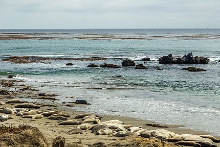 皮德拉斯布兰卡斯大象海豹海岸线天空波浪岩石海岸海象支撑碎片海洋图片