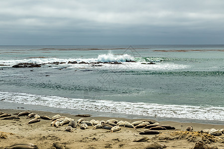 皮德拉斯布兰卡斯大象海豹支撑碎片波浪海岸天空岩石海象海洋海岸线图片