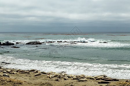 皮德拉斯布兰卡斯大象海豹海岸海象海洋支撑碎片岩石波浪天空海岸线图片