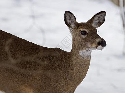 雪林中野生鹿的美丽孤立照片耳朵棕色荒野灰色苏醒树木白色眼睛黑色明信片图片