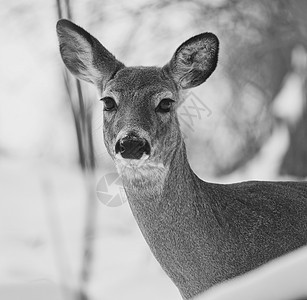 雪林中野生鹿的美丽孤立照片荒野树木苏醒森林毛皮眼睛野生动物黑色白色明信片背景图片