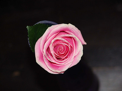 黑色背景上的单粉色玫瑰图片