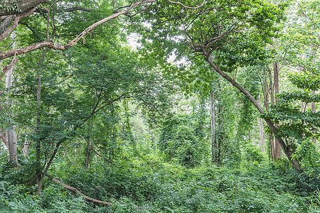 泰国热带雨林雨林丛林绿色热带雨林叶子生长植物森林季节树干荒野图片