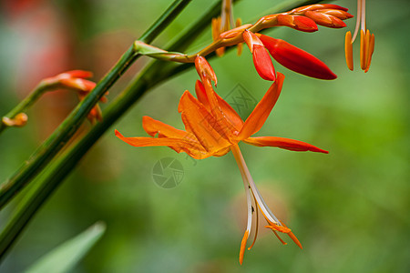 堕落的星号鳄梨百合园艺季节花园黄色绿色植物花瓣白色宏观图片