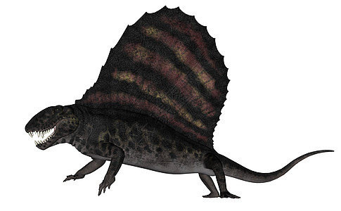 Dimetrodon 恐龙  3D白色艺术古艺术食肉捕食者插图历史动物古生物学图片