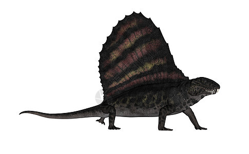 Dimetrodon 恐龙  3D古艺术历史捕食者动物白色食肉艺术古生物学插图图片