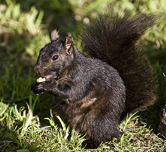 一张黑松鼠吃东西的美丽照片背景图片