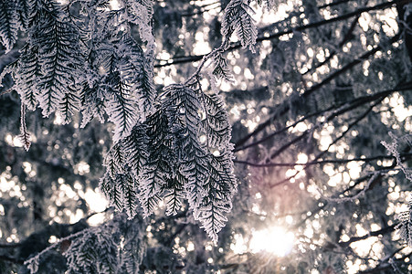 被霜霜覆盖的绿树上 其底部为下层植物射线白色床单季节世界太阳细节美丽图片