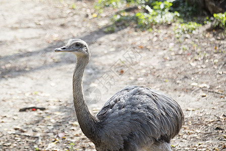 瑞雅荒野生物生态旅游动物场地草地翅膀环境脖子鸵鸟图片