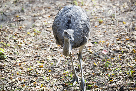瑞雅宠物生态旅游多样性羽毛大道灰褐色生物草地动物平胸图片