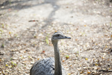 瑞雅鸵鸟荒野灰褐色生物草地场地眼睛多样性动物羽毛图片