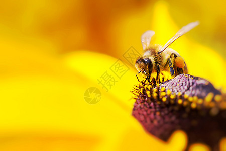 西方蜜蜂收集花蜜和松露的近照自由动物传粉者雏菊花粉宏观花瓣分发蜂巢花园图片