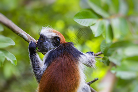 濒危的桑给巴尔红眼镜猴子 Joza野生动物热带毛皮眼睛婴儿森林异国灵长类哺乳动物濒危图片